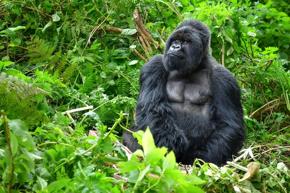 gorilla-trekking-tips-Rwanda-silverback