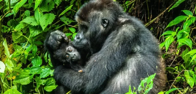 Bwindi Impenetrable National Park