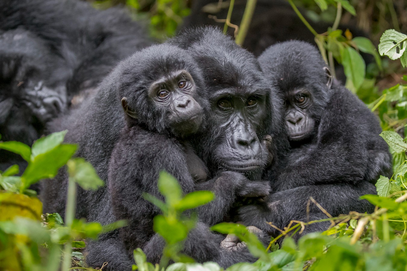 Bwindi Gorillas