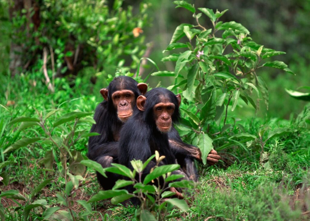 Chimpanzee in Nyungwe National Park