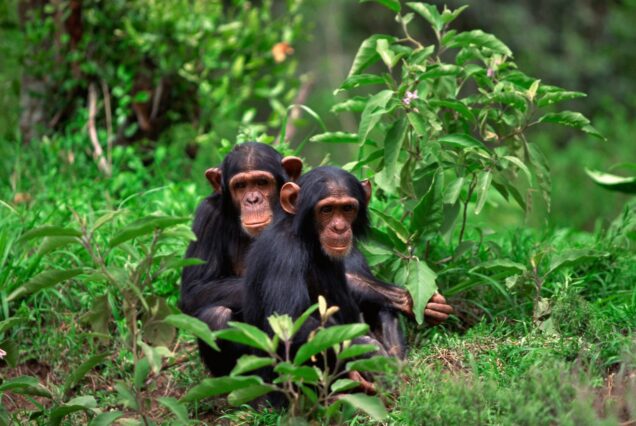 Chimpanzee in Nyungwe National Park