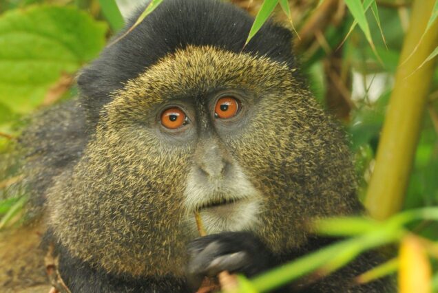 Golden Monkey Trekking