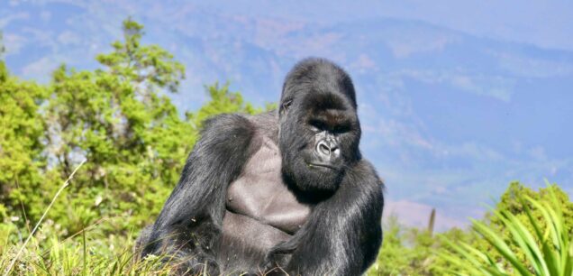 Bwindi Forest National Park Uganda