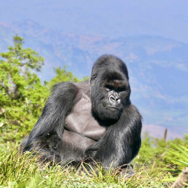 Bwindi Forest National Park Uganda