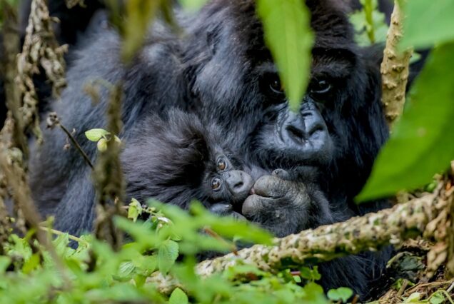 Gorilla Trekking