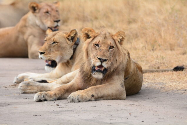 Lions in Akagera National Park