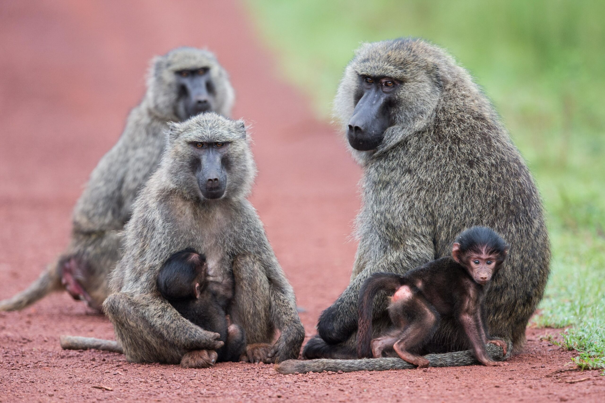 Baboon in Akagera National Park