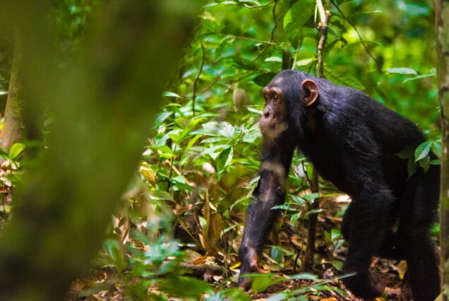 Chimpanzee in Nyungwe