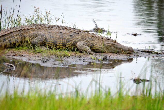 Crocodile in akagera national park