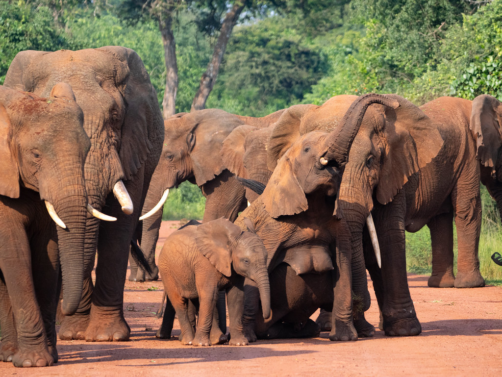 elephants akagera