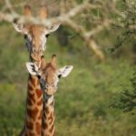 Giraffe in Akagera National Park