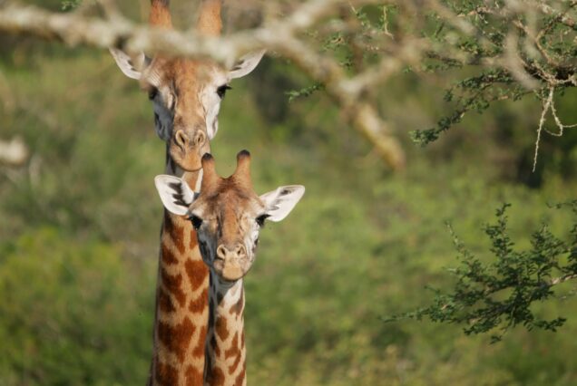 Giraffe in Akagera National Park