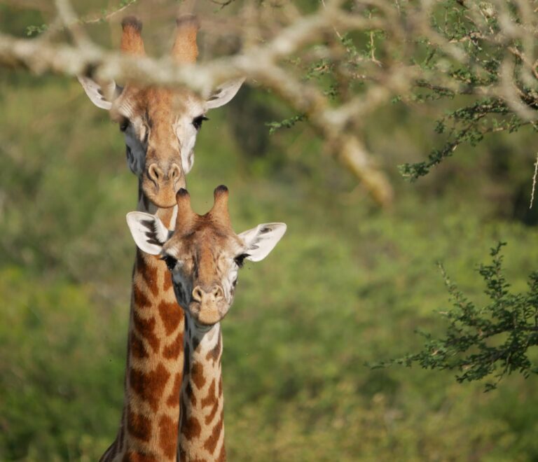 Giraffe in Akagera National Park