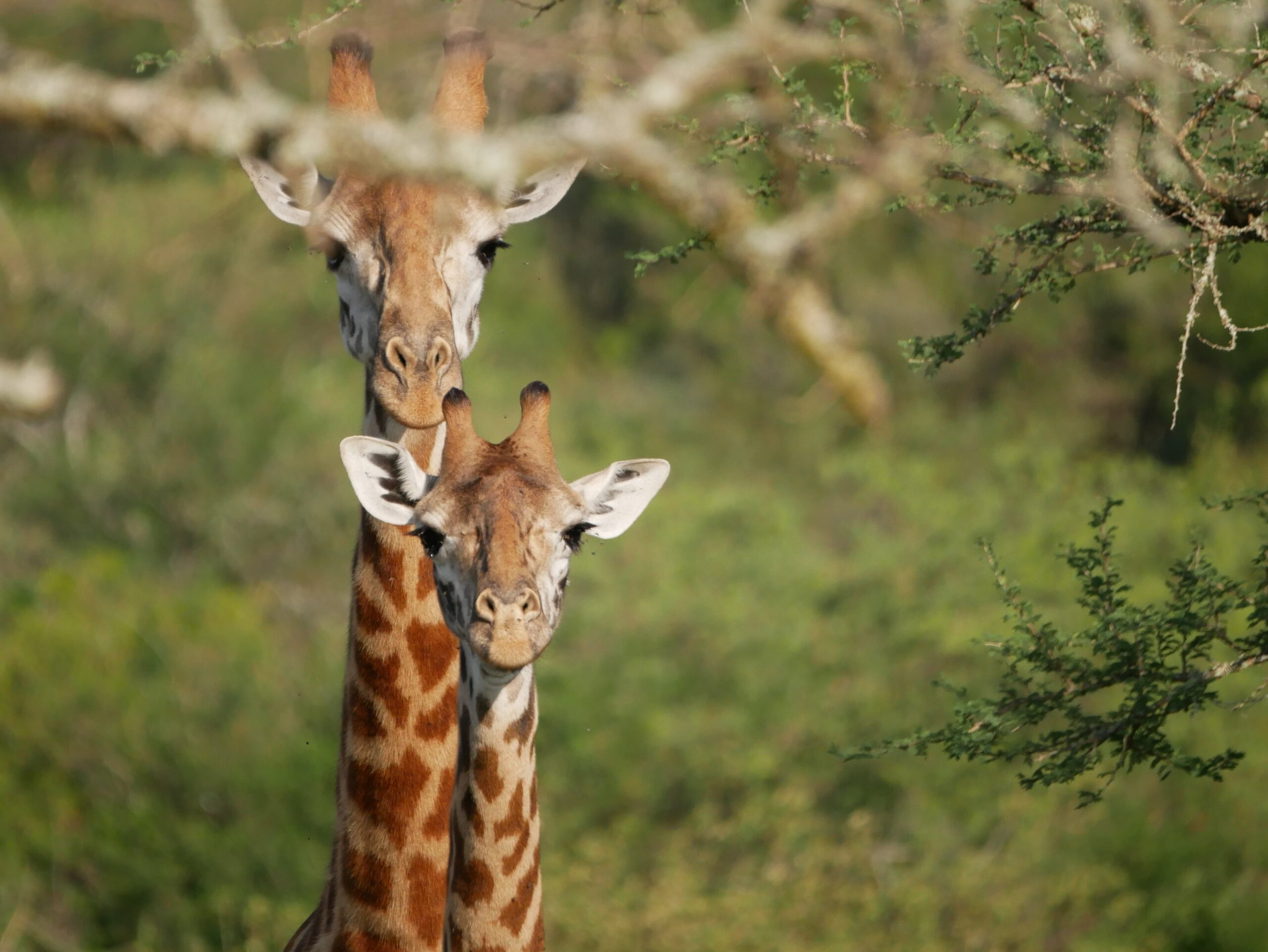 Giraffe in Akagera National Park