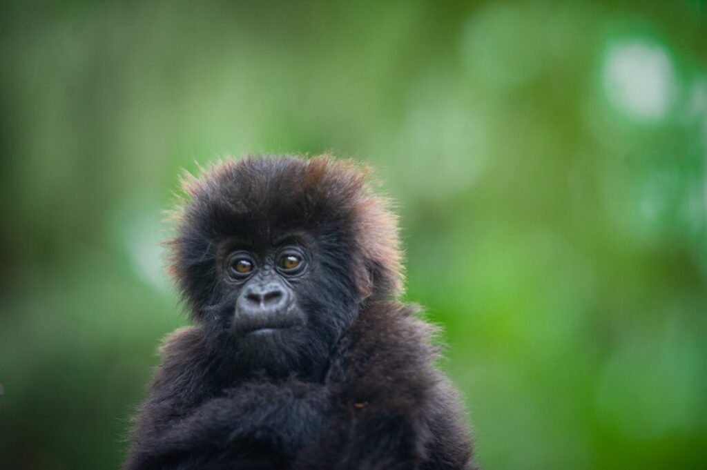 Gorilla Trekking