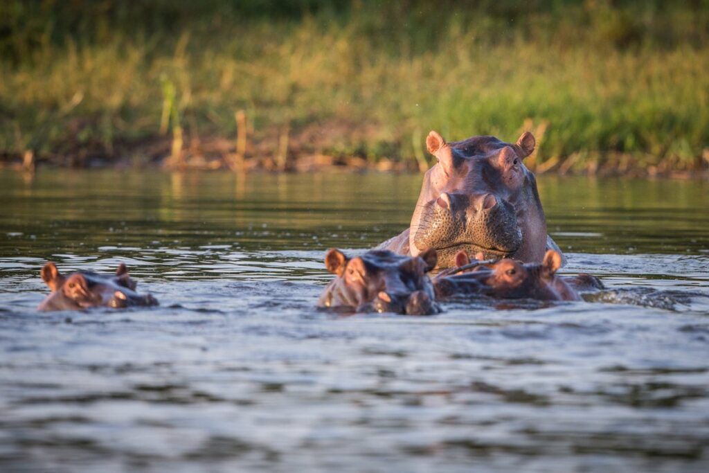 Hippo in akagera national park