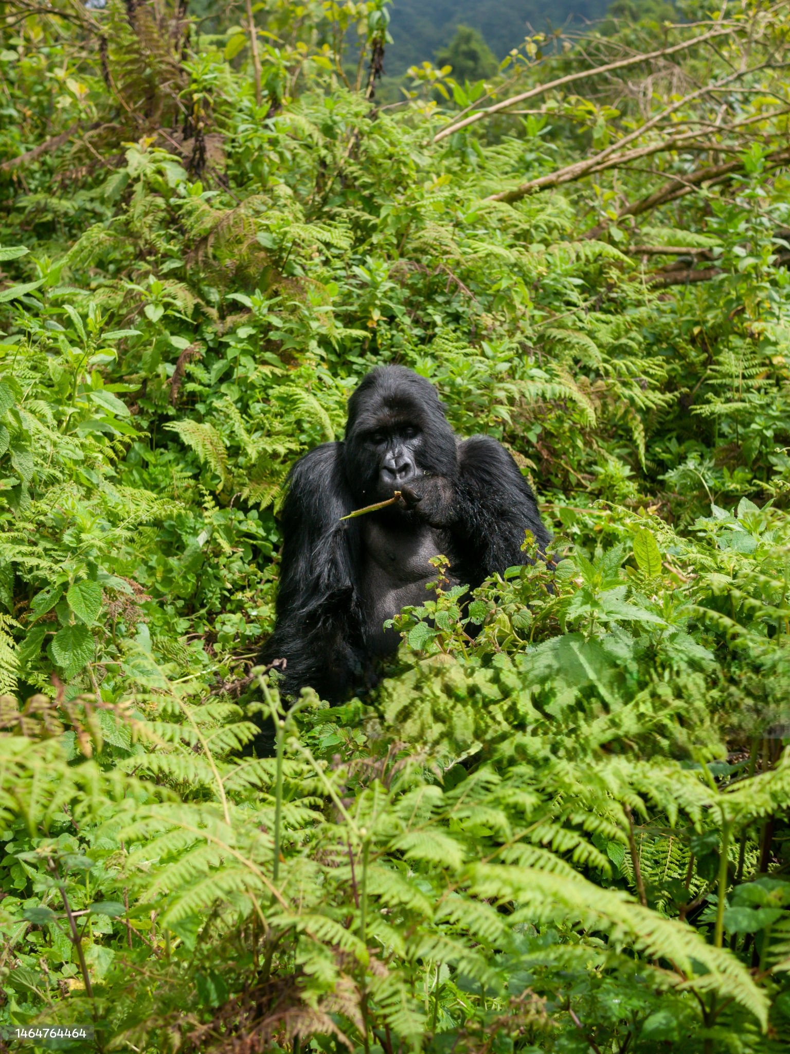 A mountain gorilla is eating tree trunk