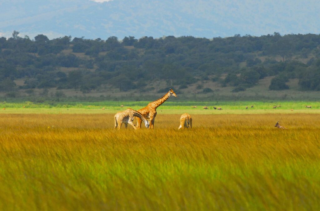 Kilala PLain