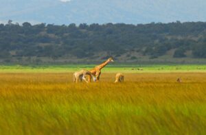 Kilala PLain 