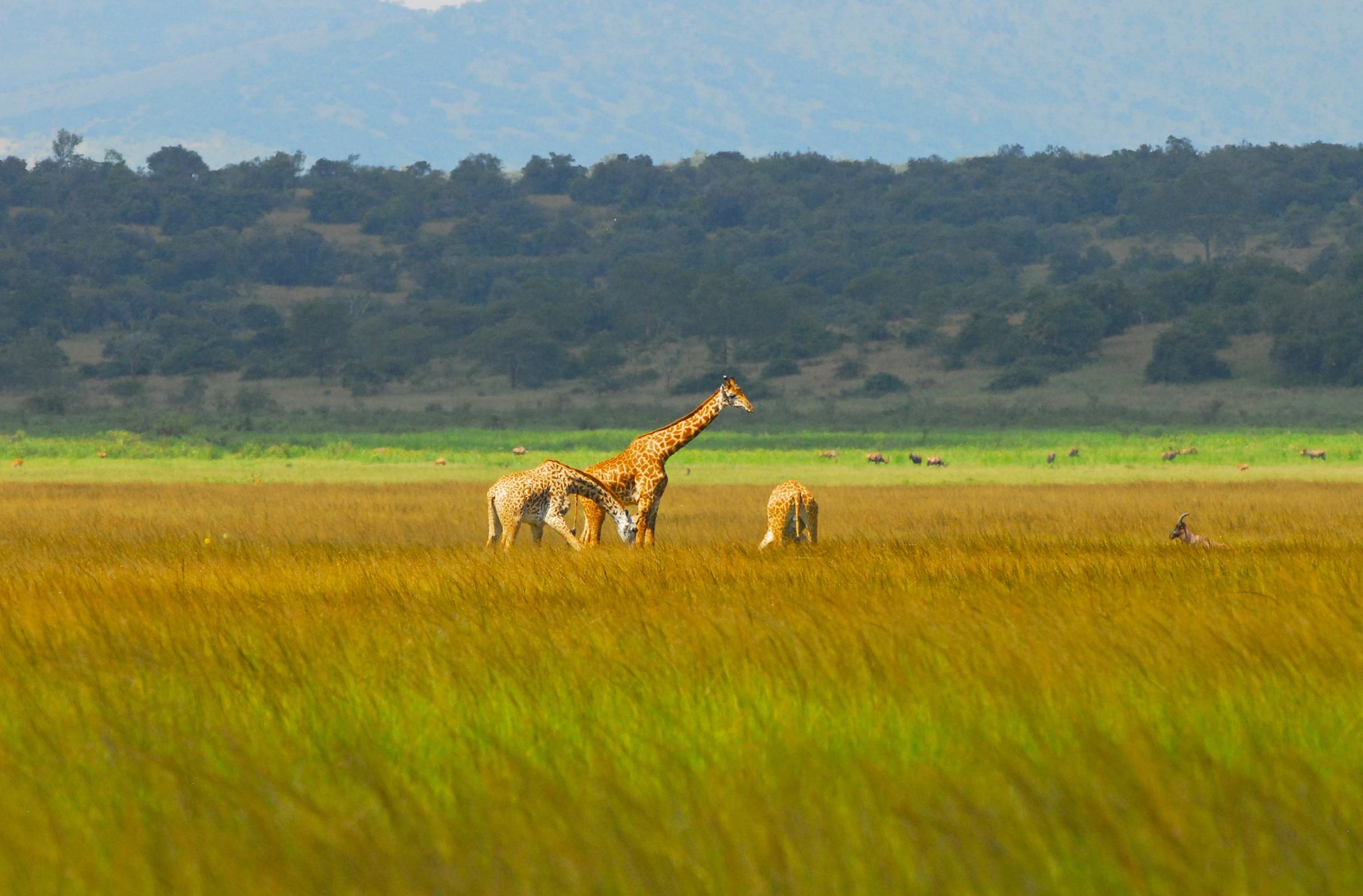 Kilala PLain