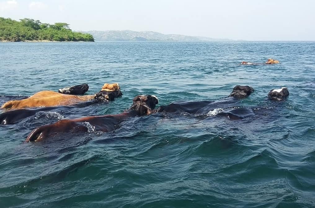 lake kivu kibuye