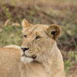 Lions in Akagera National Park