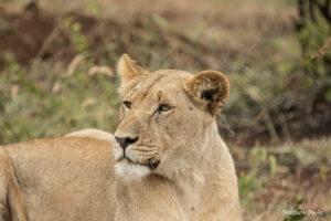 Lions in Akagera National Park