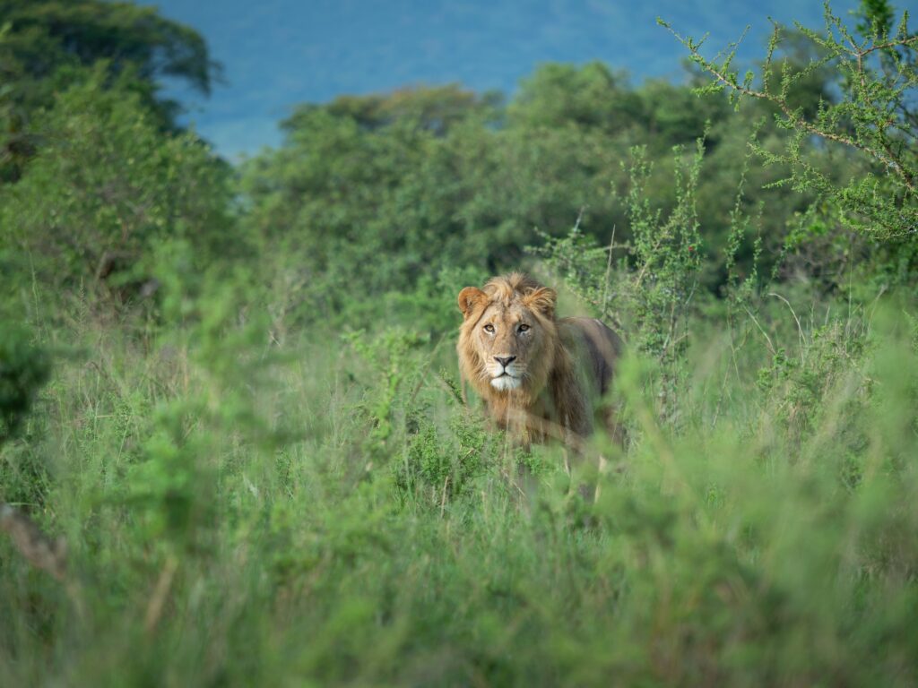 Lions Akagera