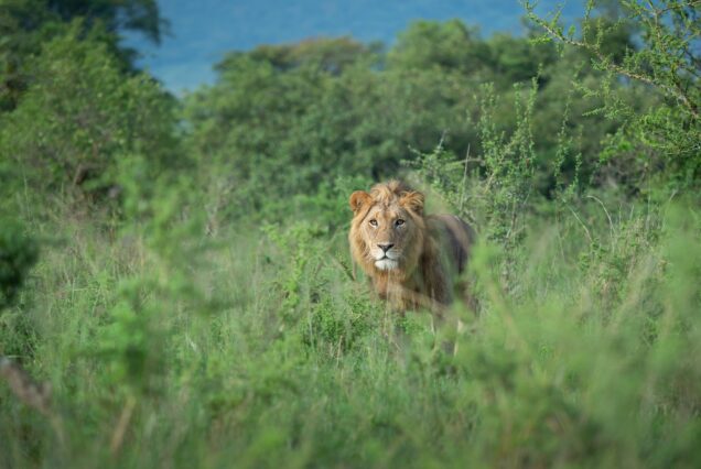 Lions Akagera