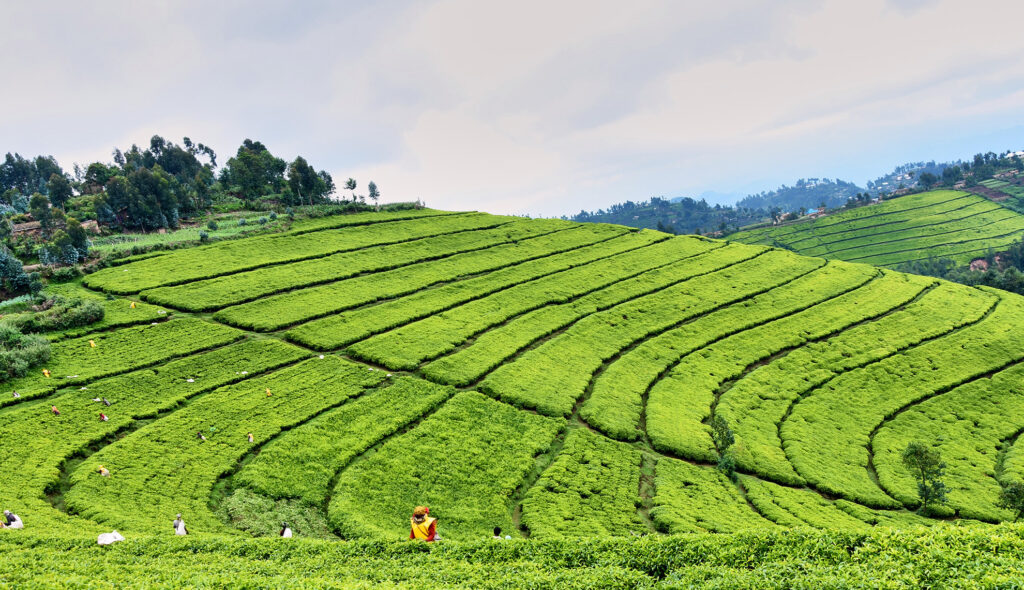 Tea Plantation Nyungwe National Park