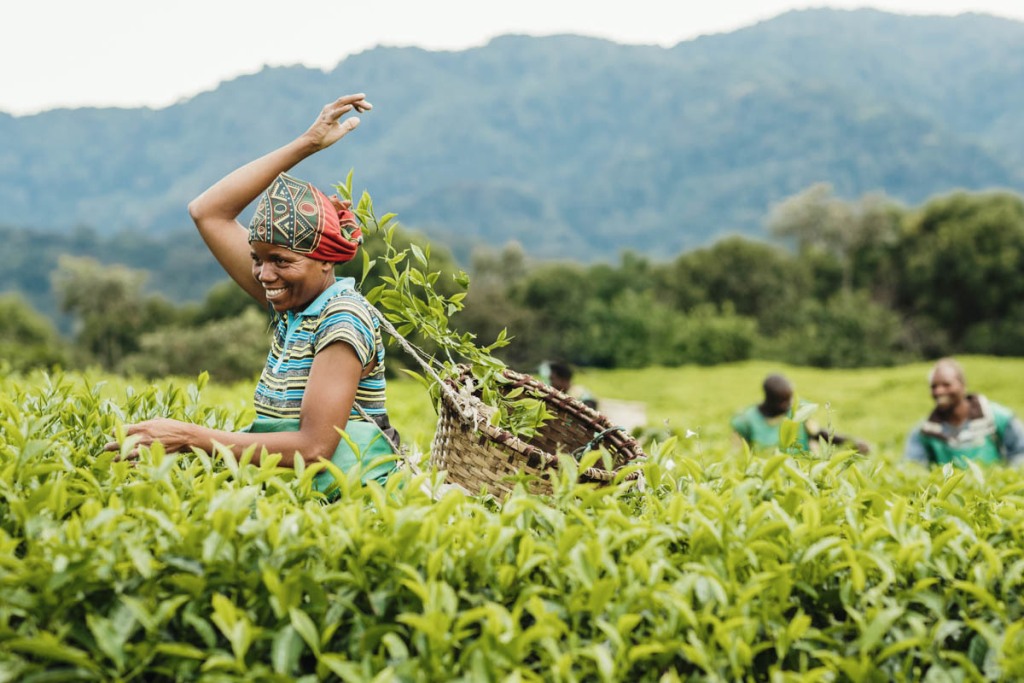 tea-plantations-in-nyungwe