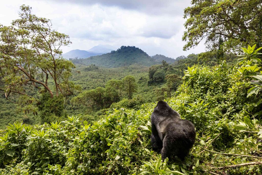 Gorilla Trekking